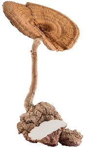 Mushroom - Natural minerals