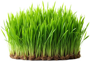 Grass - Natural fiber